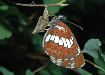 Schwarzer Trauerfalter (Neptis rivularis) - © Leo Kuzmits